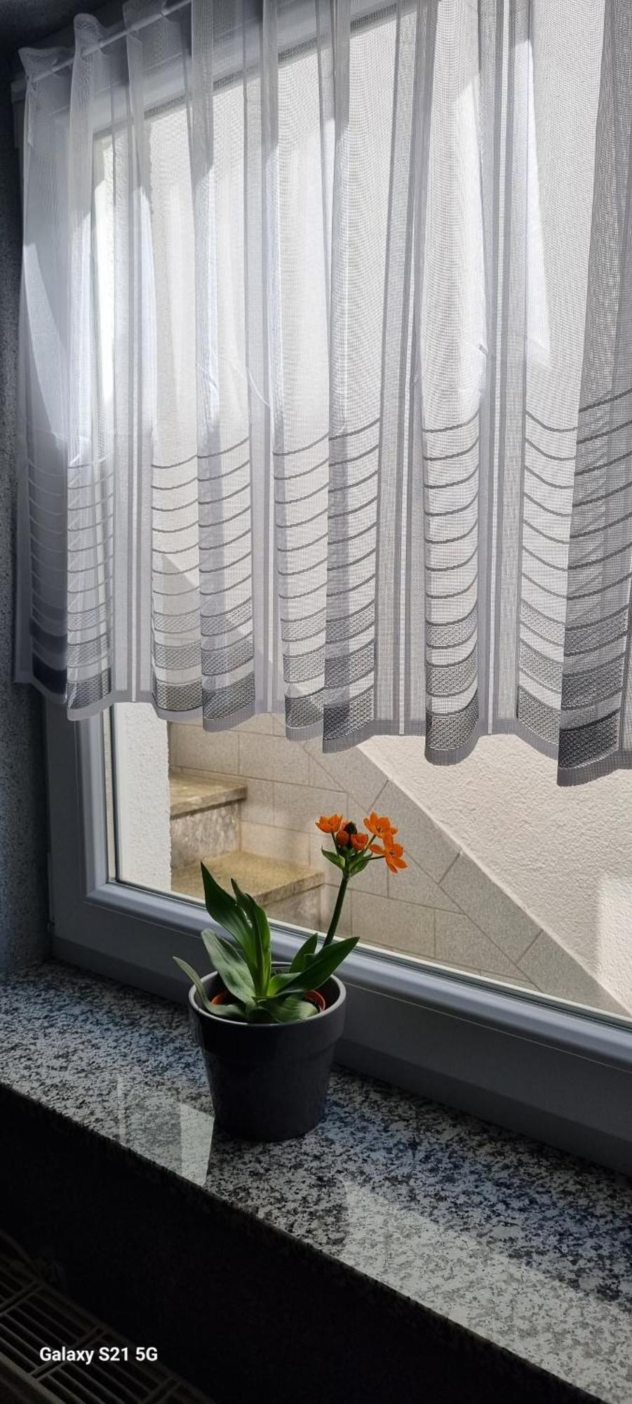 Elefanten Balingen